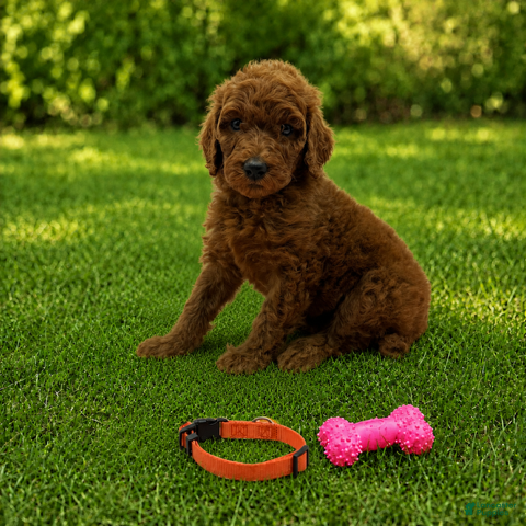 Standard Poodle dogs Dixie (Orange Collar) - Ad 3