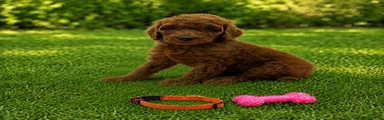 Dixie (Orange Collar)