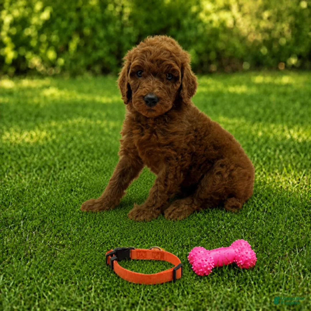 Standard Poodle dogs for sale: Dixie (Orange Collar) - Ad 1