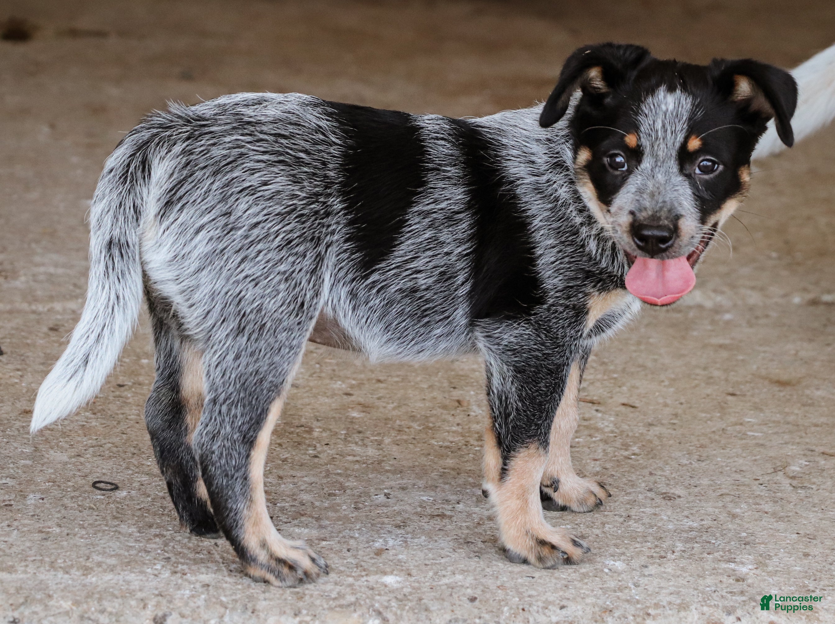 Australian Cattle Dog dogs Skye - Ad 2
