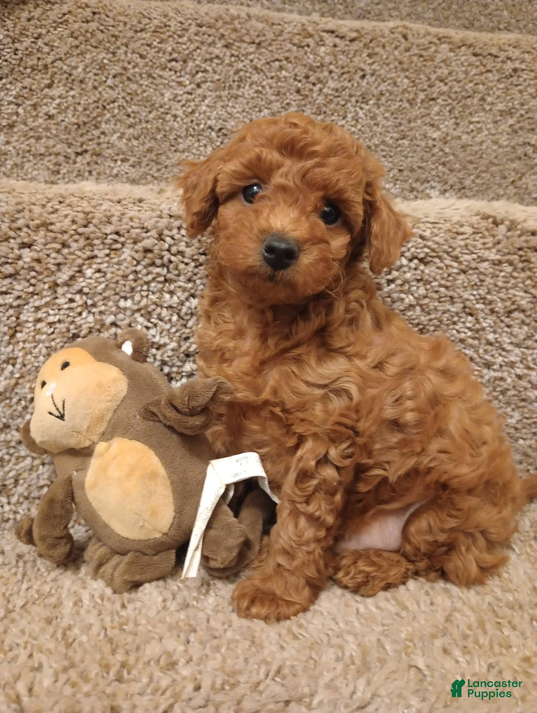 Toy Poodle dogs for sale: Teddy - Ad 1