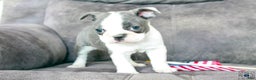 Frenchton dogs for sale: Frenchie  - Ad 13