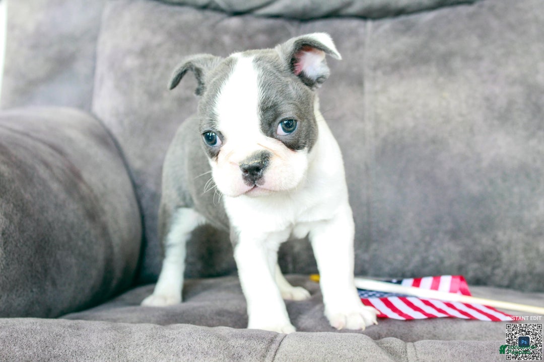 Frenchton dogs for sale: Frenchie  - Ad 13