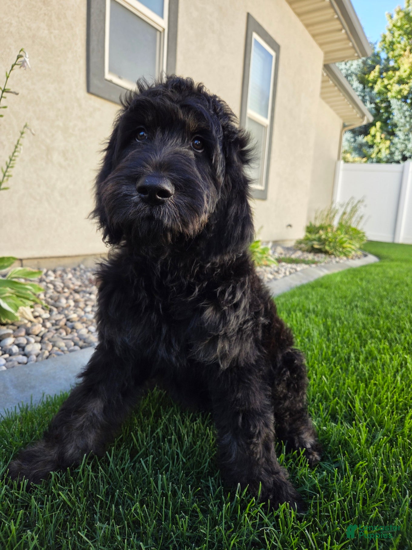 Goldendoodle dogs Jasper - Ad 1