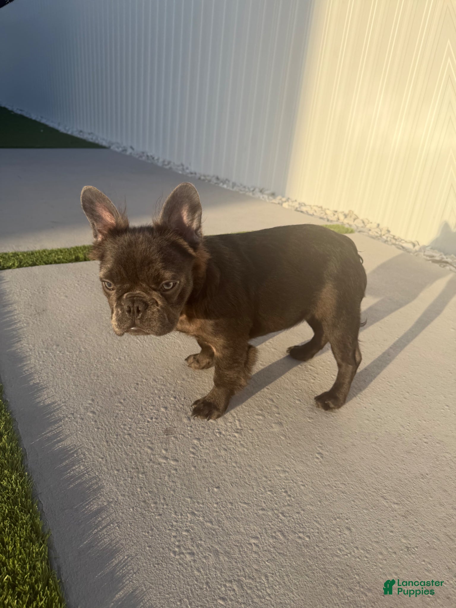 French Bulldog dogs French Bulldog Puppy 4 - Ad 1