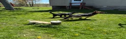 Sheprador dogs for sale: Cocoa - Ad 16