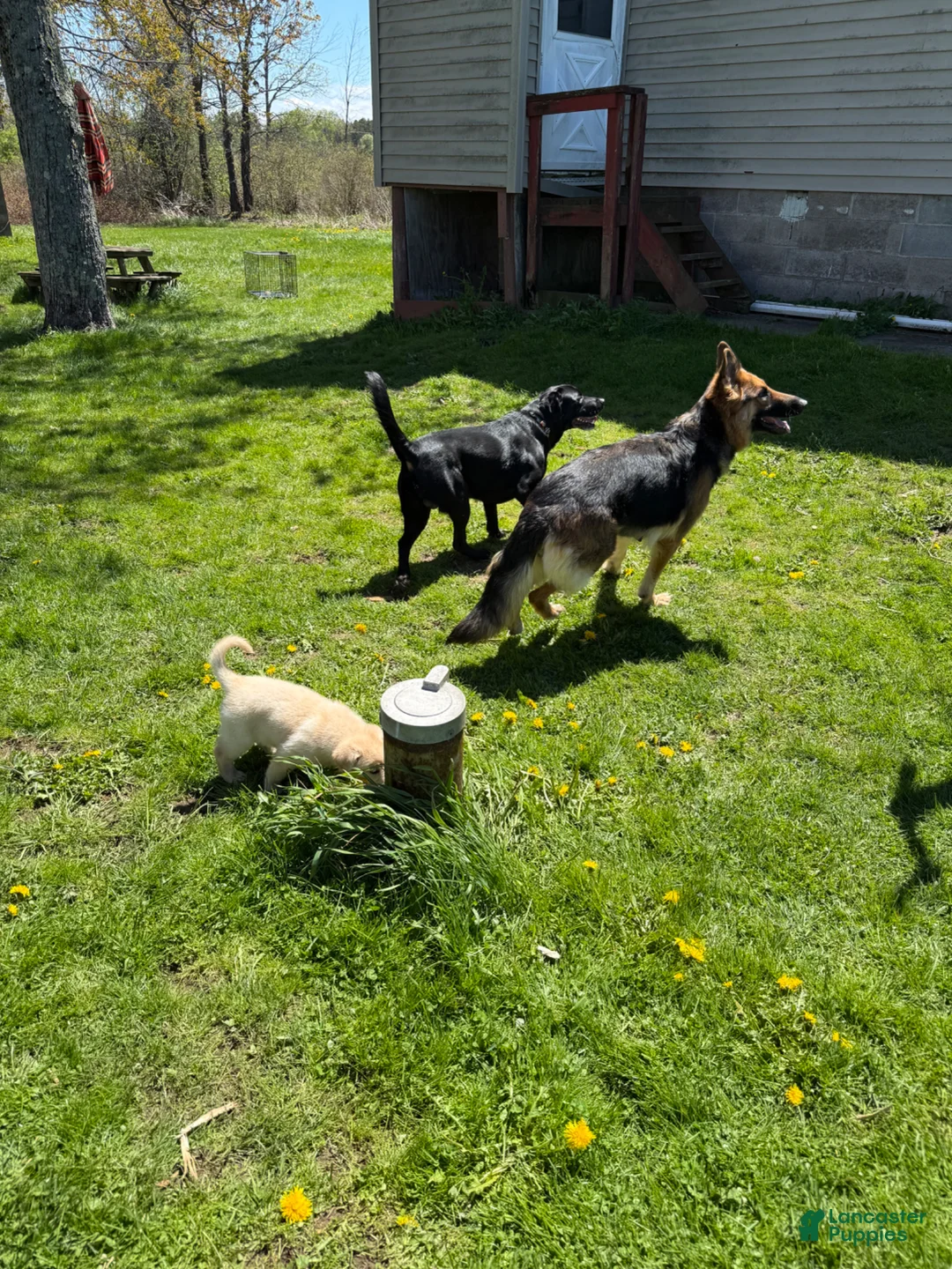 Sheprador dogs for sale: Cocoa - Ad 16