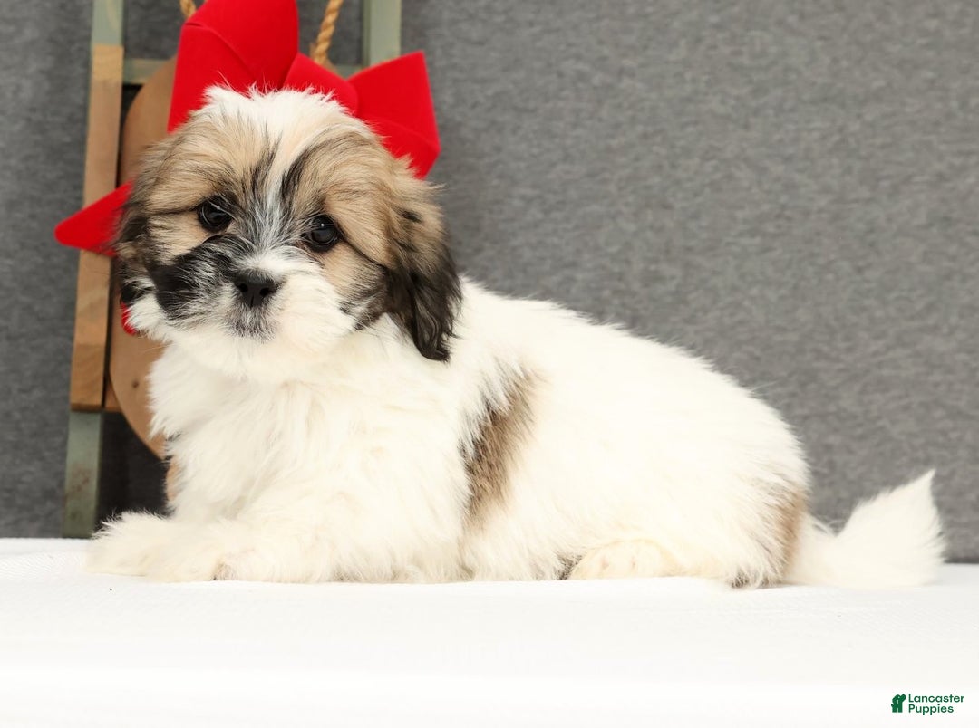 Lhasa Apso dogs for sale: Felix - Ad 2