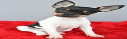 Toy Fox Terrier dogs for sale: Biscuit - Ad 5