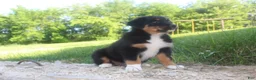Australian Shepherd dogs for sale: Australian Shepherd Puppy 2 - Ad 1