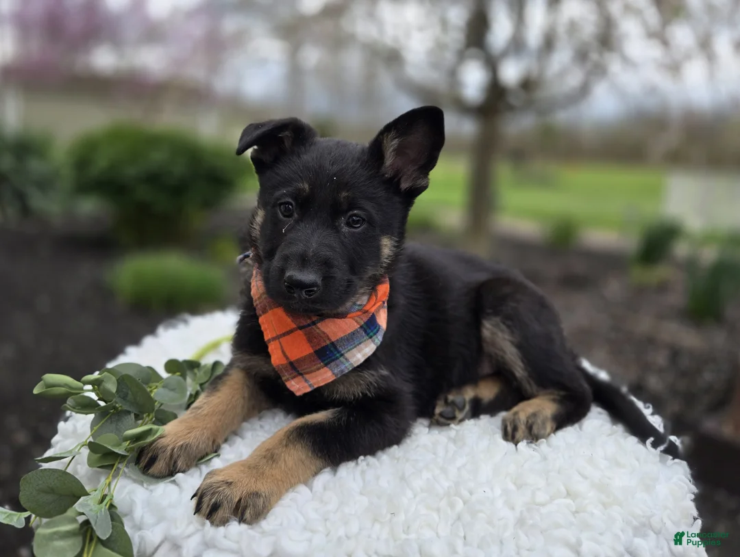 German Shepherd dogs for sale: Kyle - Ad 1