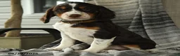 English Springer Spaniel dogs for sale: Edge - Ad 3