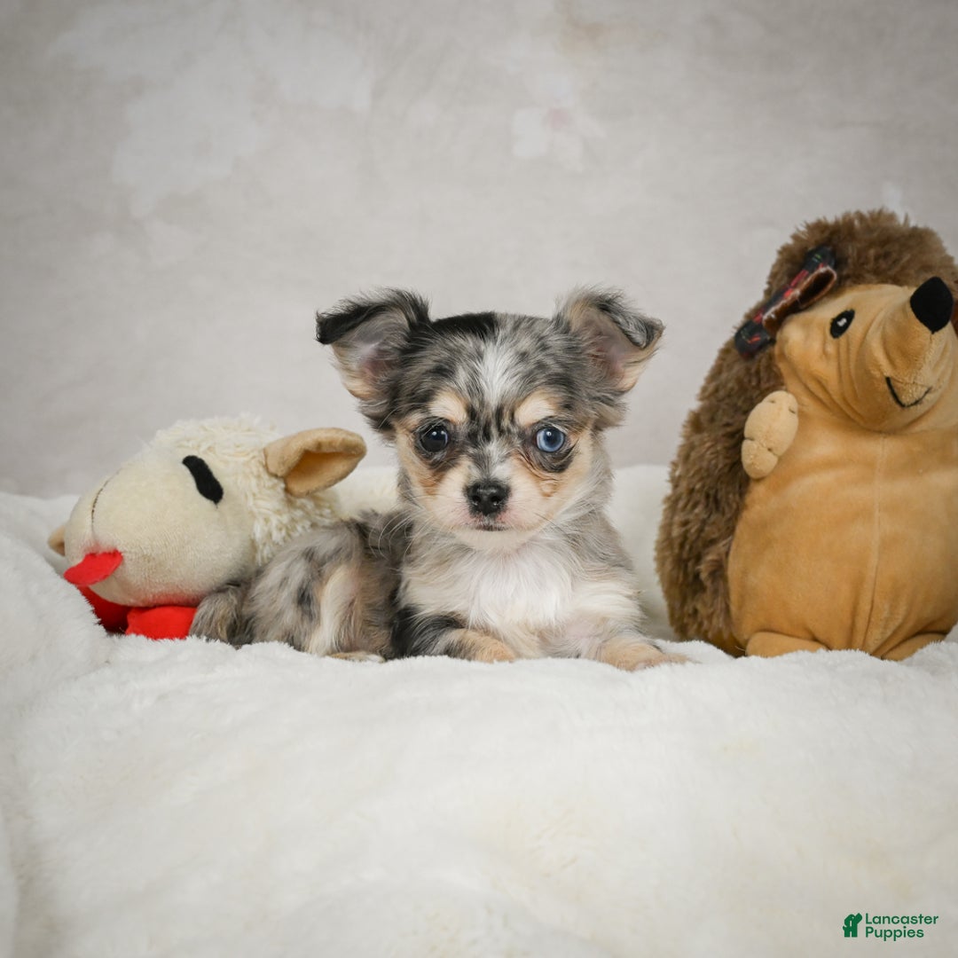 Chihuahua dogs for sale: Bella - Ad 9