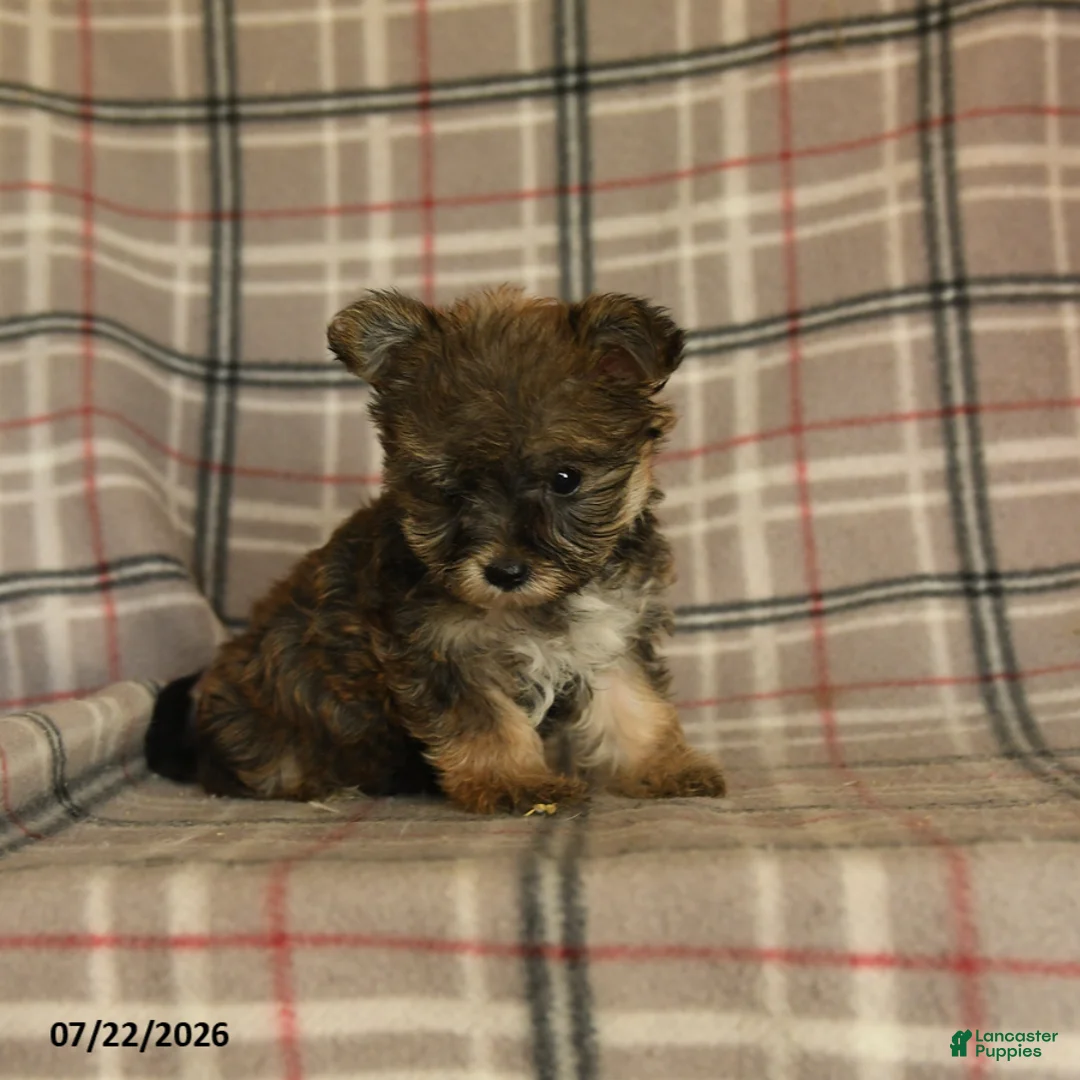 Morkie dogs for sale: Zoe - Ad 5