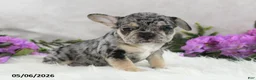 French Bulldog dogs for sale: Heather - Ad 3