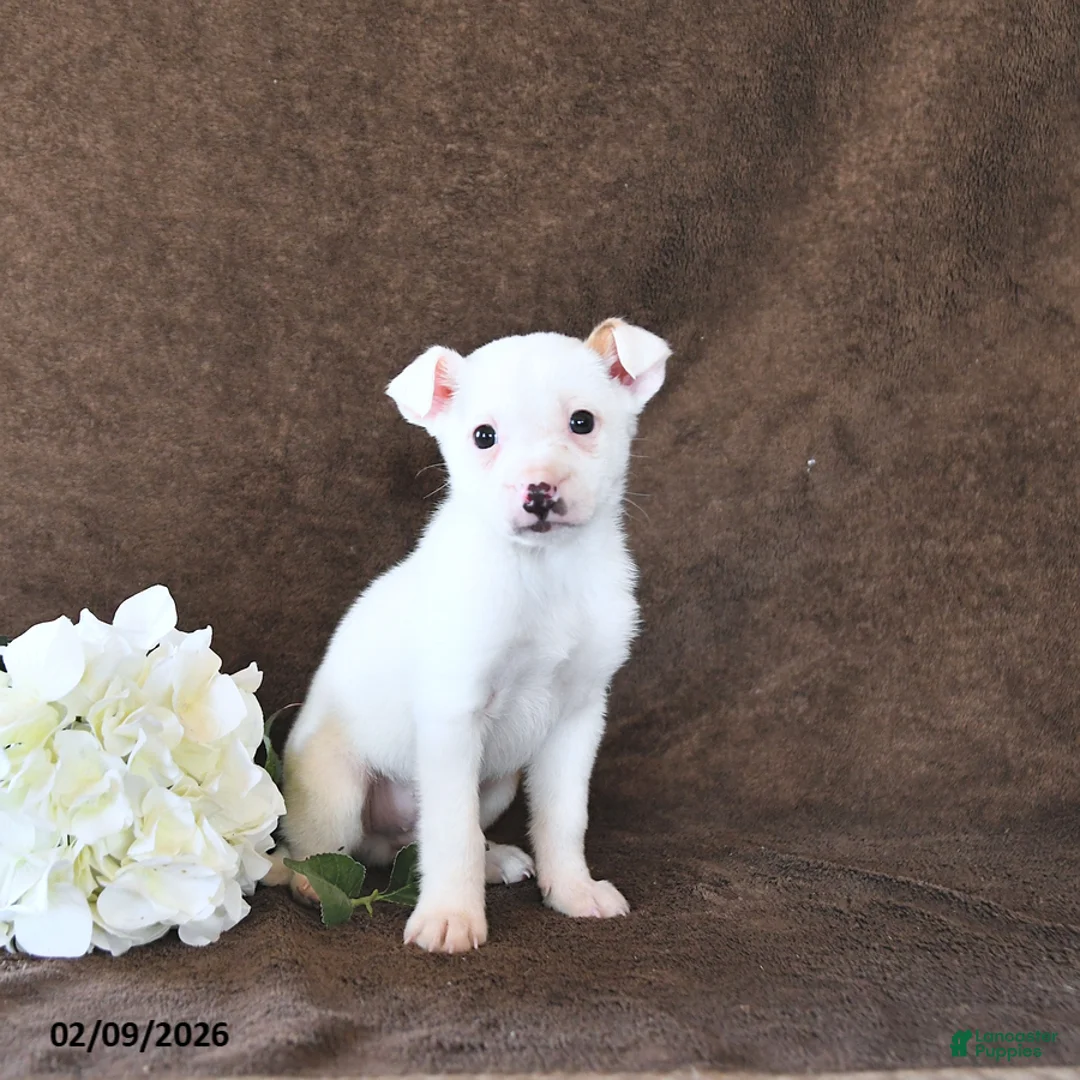 Jack Russell Terrier dogs for sale: Loki - Ad 3