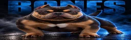 American Bully dogs for stud: Bones Nano Stud - Ad 1
