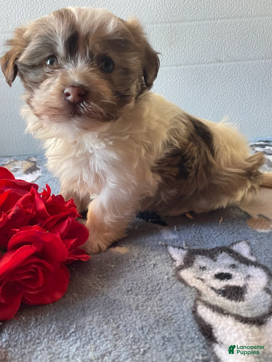 Havanese dogs for sale: Harry - Ad 3