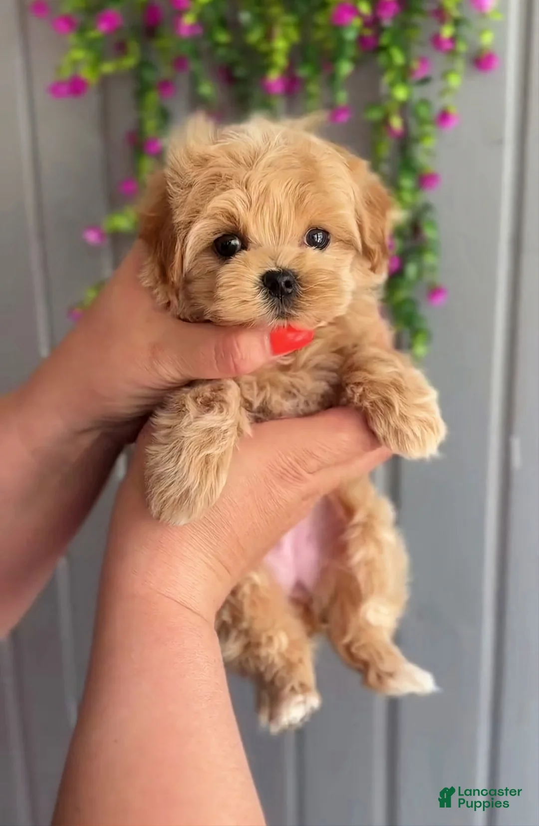 Maltipoo dogs for sale: Paula - Ad 2