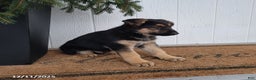 German Shepherd dogs for sale: Tyson - Ad 4