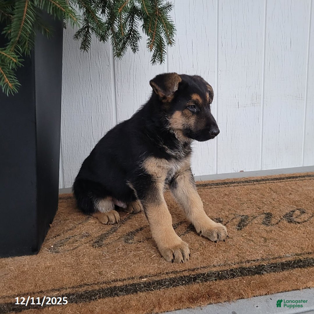 German Shepherd dogs for sale: Tyson - Ad 4
