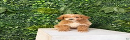 Mini Goldendoodle dogs for sale: Polly - Ad 5