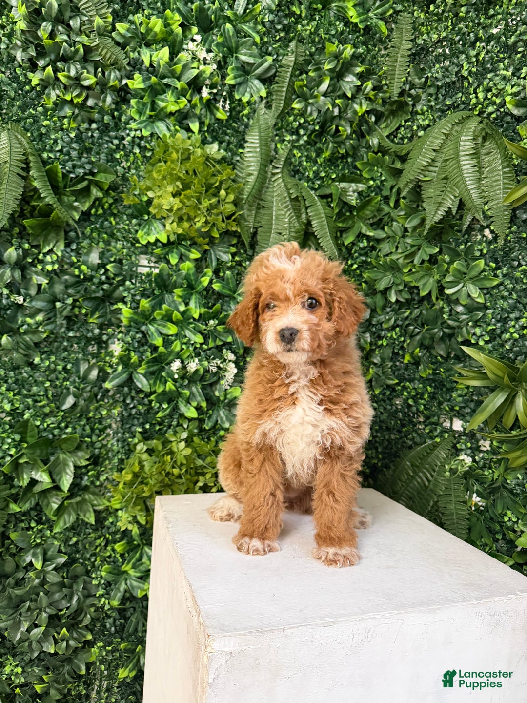 Mini Goldendoodle dogs for sale: Polly - Ad 5