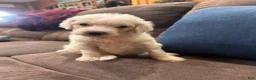 Standard Poodle dogs for sale: Opal - Ad 4