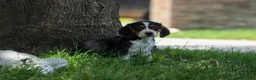 Beagle dogs for sale: 💕Millie Mae 🐶 - Ad 9