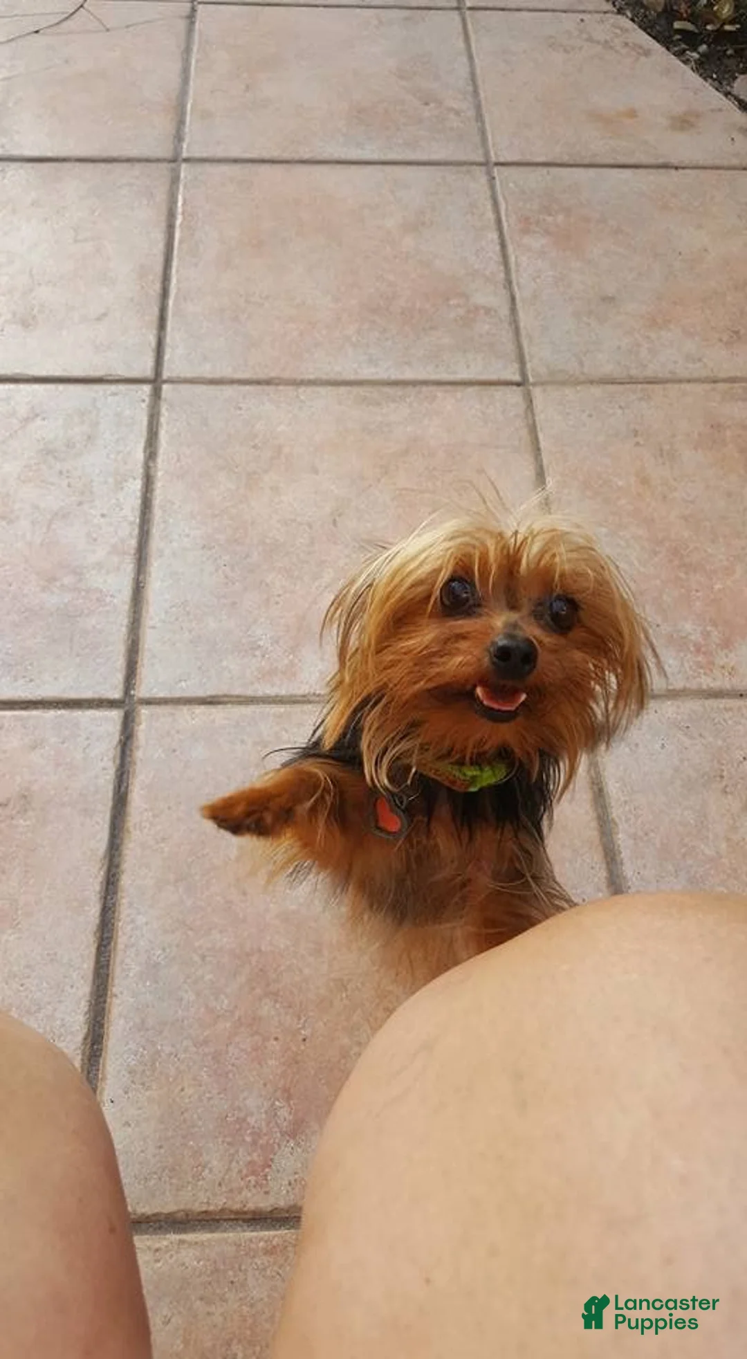 Mixed Breed dogs for sale:  Negri - Ad 2