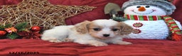 Cavachon dogs for sale: Freddie - Ad 5