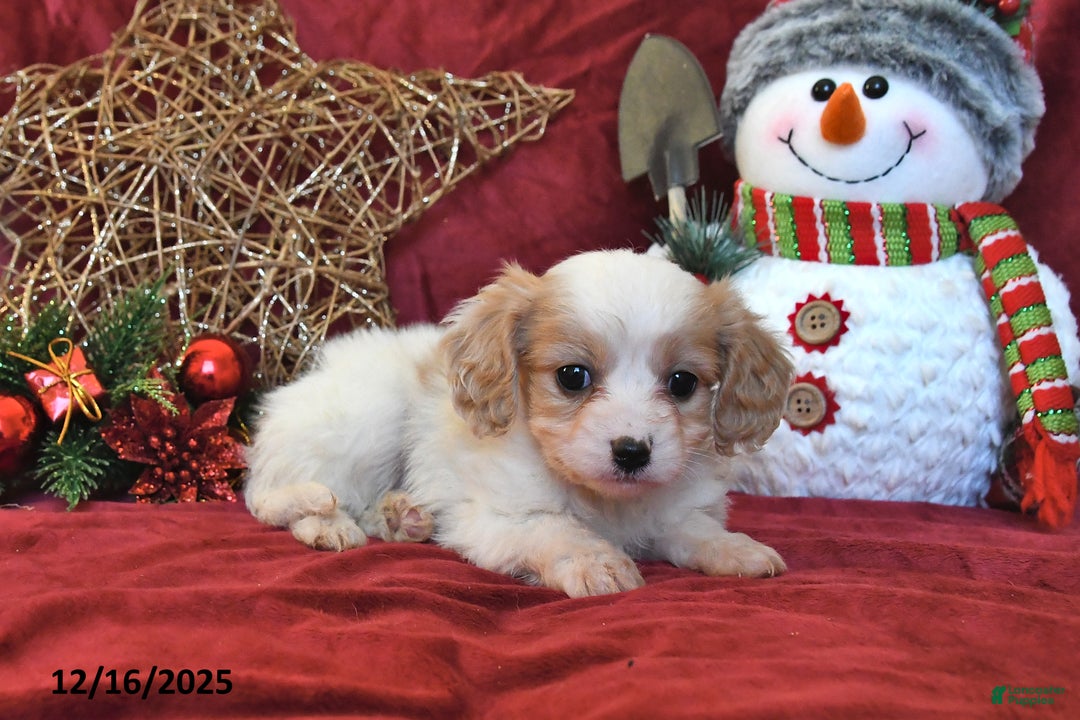 Cavachon dogs for sale: Freddie - Ad 5