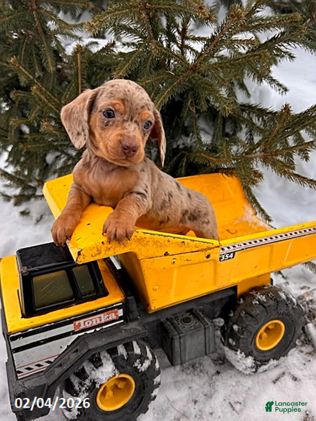 Miniature Dachshund dogs for sale: Crew - Ad 2