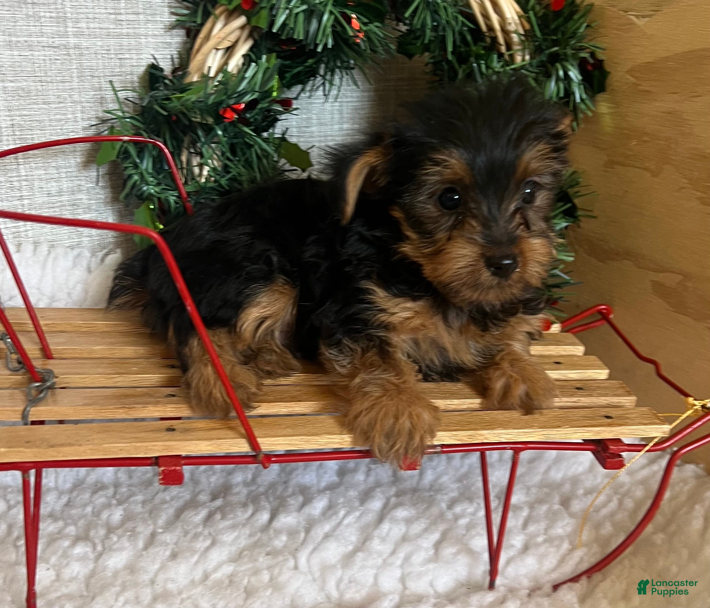 Yorkshire Terrier dogs Randy - Ad 35