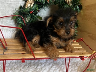 Yorkshire Terrier dogs Randy - Ad 1