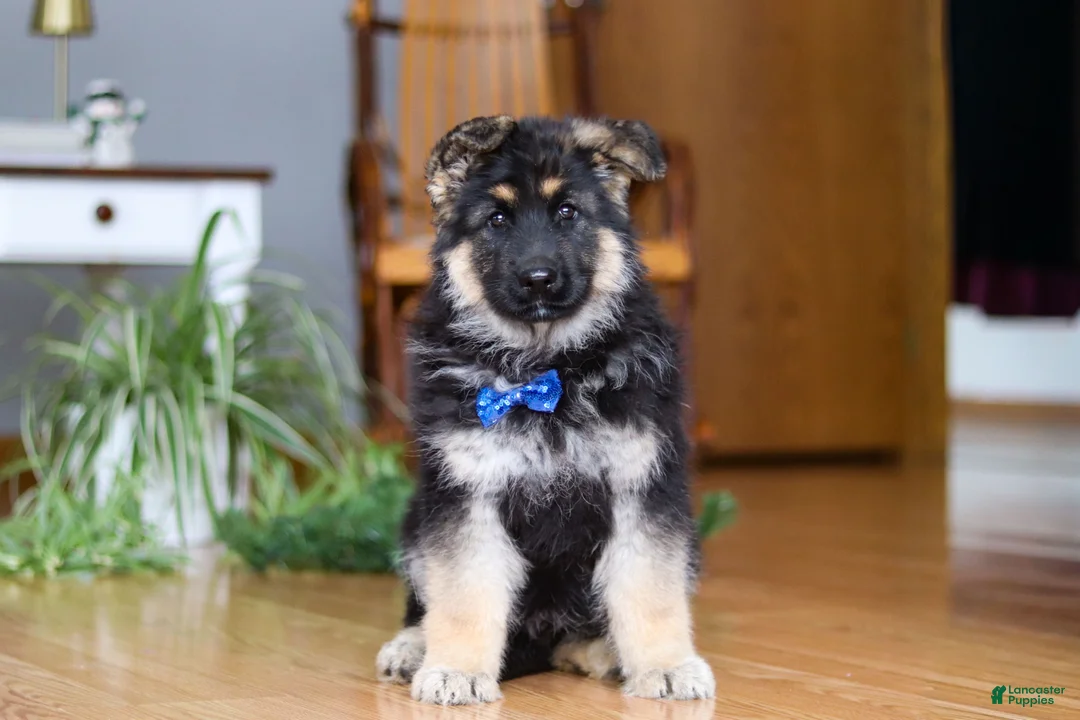 German Shepherd dogs for sale: Bingo - Ad 3