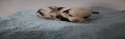 Miniature Australian Shepherd dogs for sale: Miniature Australian Shepherd Puppy 3 - Ad 1