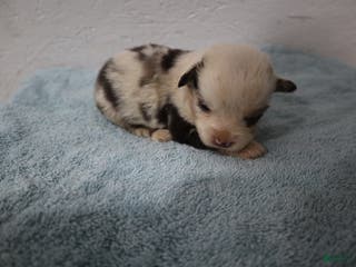 Miniature Australian Shepherd dogs Miniature Australian Shepherd Puppy 3 - Ad 20