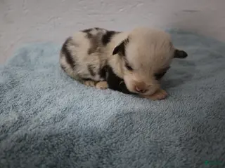 Miniature Australian Shepherd dogs Miniature Australian Shepherd Puppy 3 - Ad 19