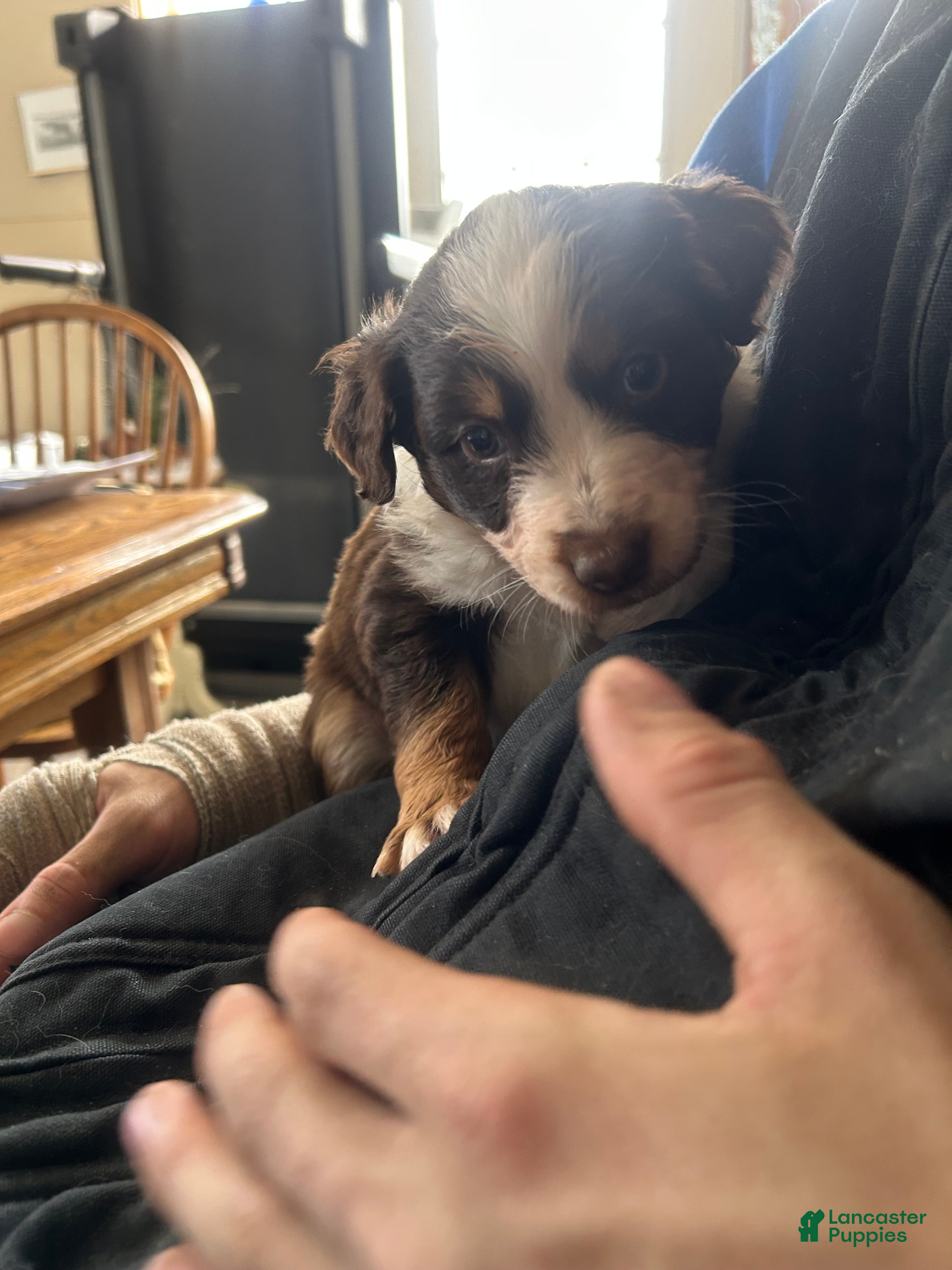 Australian Shepherd dogs Belle Star - Ad 14