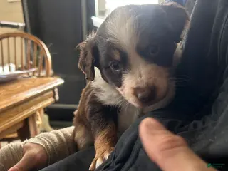 Australian Shepherd dogs Belle Star - Ad 14