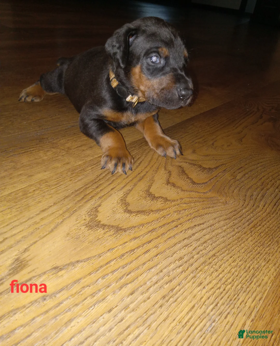 Doberman Pinscher dogs for sale: Fiona - Ad 1
