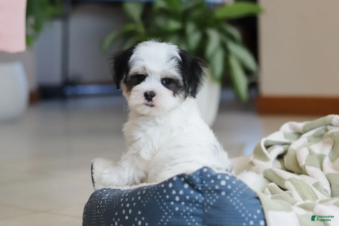 Morkie dogs for sale: Carson - Ad 8