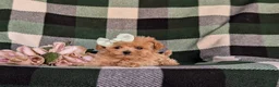 Maltipoo dogs for sale: Candace 8 lbs Full Grown - Ad 6
