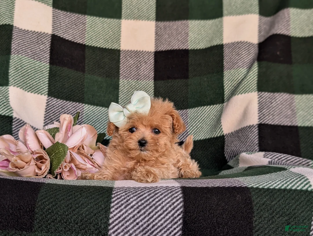 Maltipoo dogs for sale: Candace 8 lbs Full Grown - Ad 6