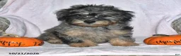 Teddy Bear dogs for sale: Jasper - Ad 2