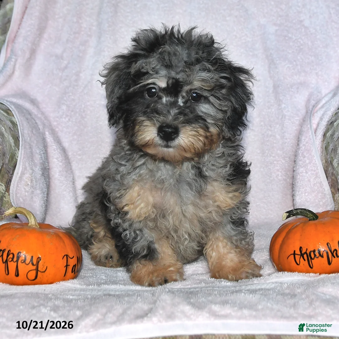 Teddy Bear dogs for sale: Jasper - Ad 2