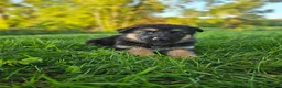 German Shepherd dogs for sale: Nova - Ad 4