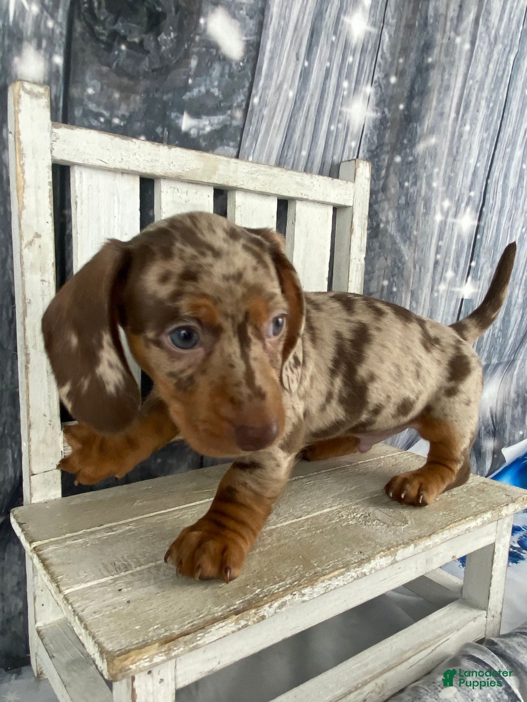 Miniature Dachshund dogs for sale: Billy - Ad 9