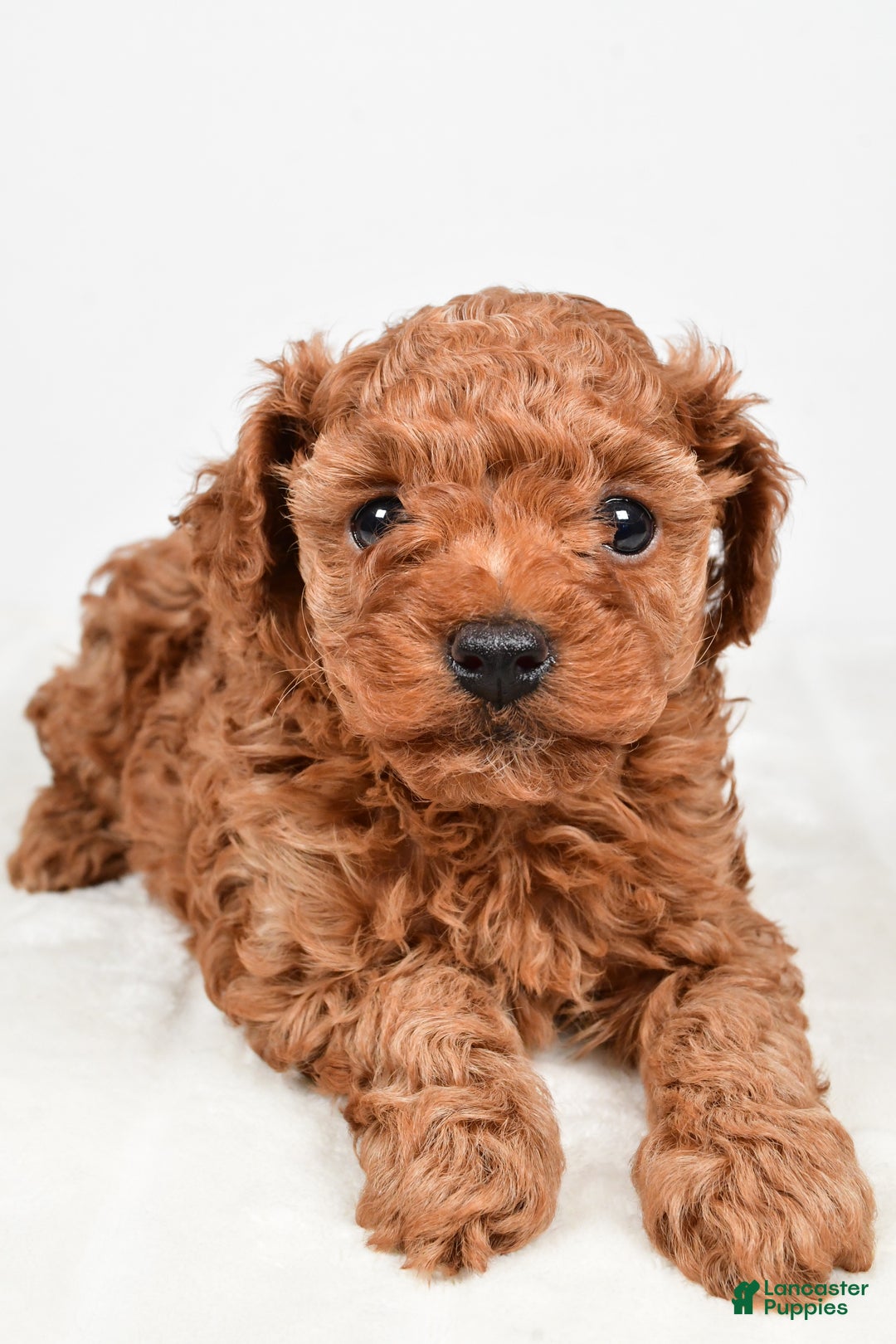 Miniature Poodle dogs for sale: Brady - Ad 3